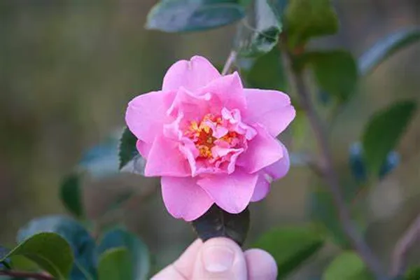 Camellia_Flower_Plant