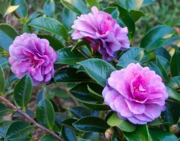 Camellia_Flower_Plant