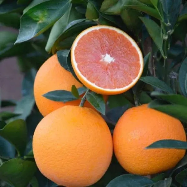 Red_Navel_Orange__Cara_Cara_Orange_Hybrid_Plant