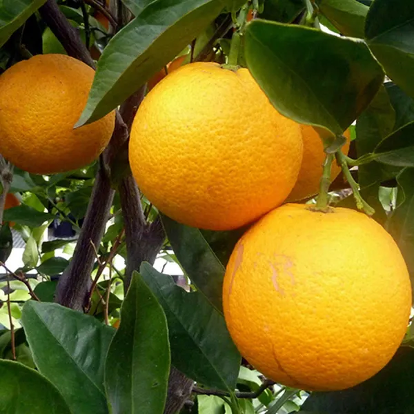Red_Navel_Orange__Cara_Cara_Orange_Hybrid_Plant