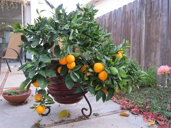 Red_Navel_Orange__Cara_Cara_Orange_Hybrid_Plant