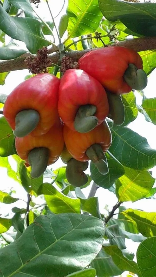 Cashew_Apple_Plant