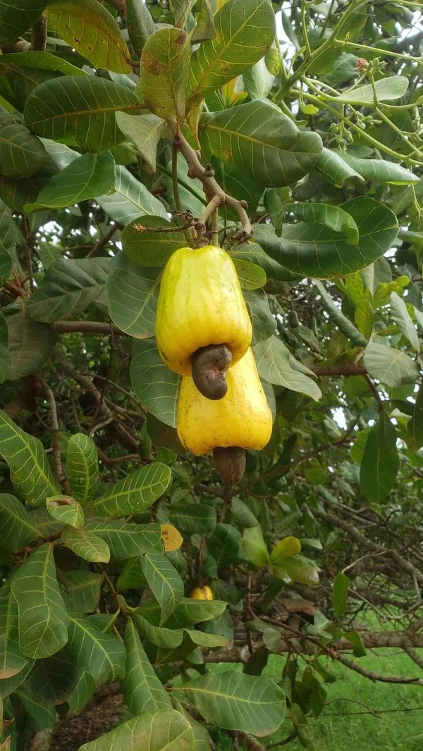 Cashew_Apple_Plant