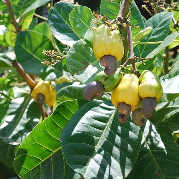 Cashew_Apple_Plant