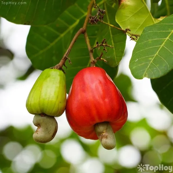Cashew_Nut_Plant_Hybrid