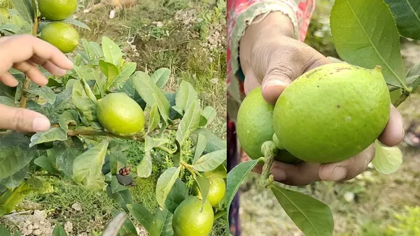 Seedless_Hybrid_Lemon_Plant
