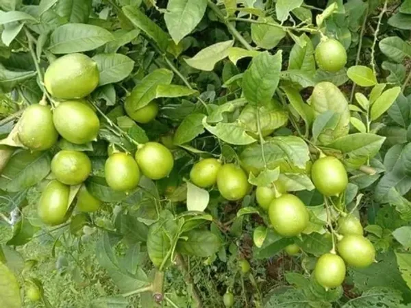 Seedless_Hybrid_Lemon_Plant