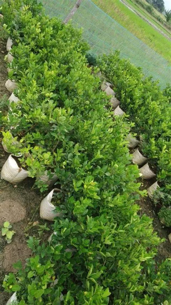 Seedless_Hybrid_Lemon_Plant