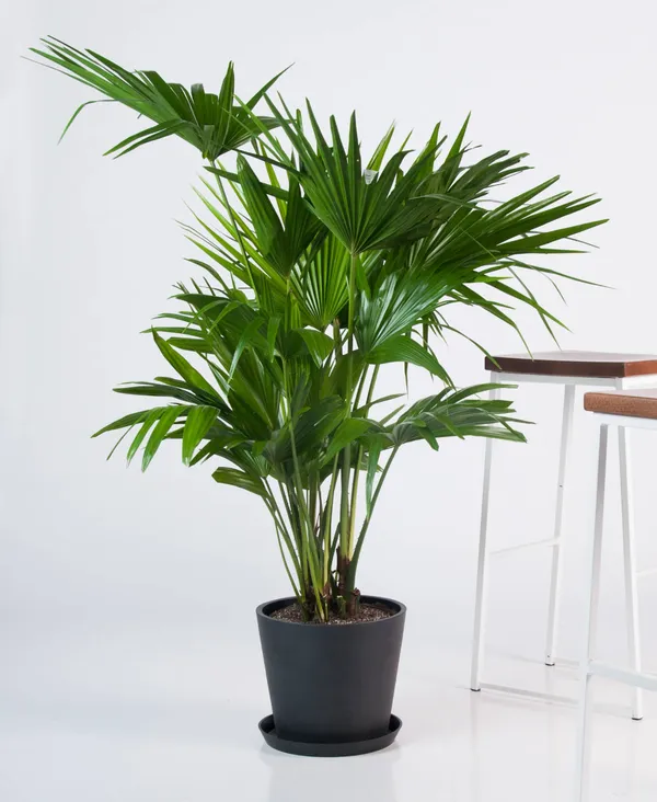 Chaina_Fan_Indoor_/_Outdoor_Plant