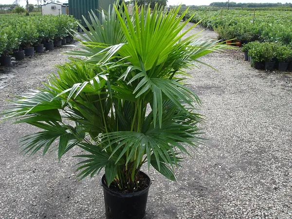 Chaina_Fan_Indoor_/_Outdoor_Plant