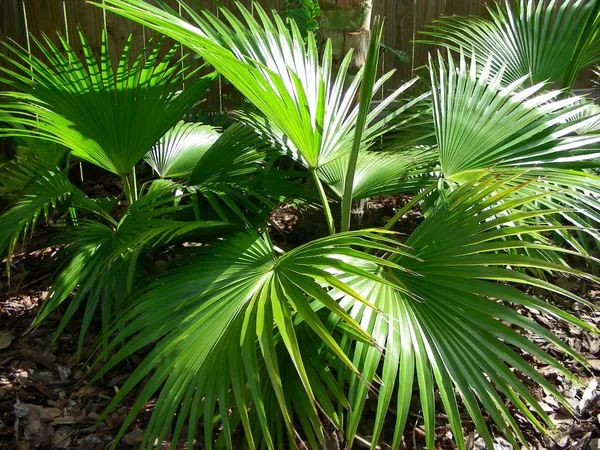 Chaina_Fan_Indoor_/_Outdoor_Plant