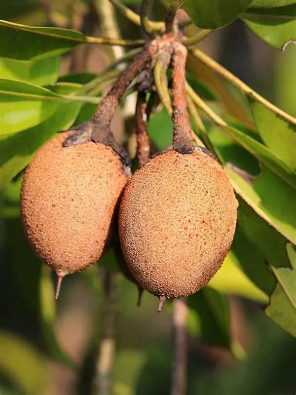Thai_12_Month_Grafted_Chiku_/Chikoo/Sapota_Fruit_Live_Plant_Hybrid,