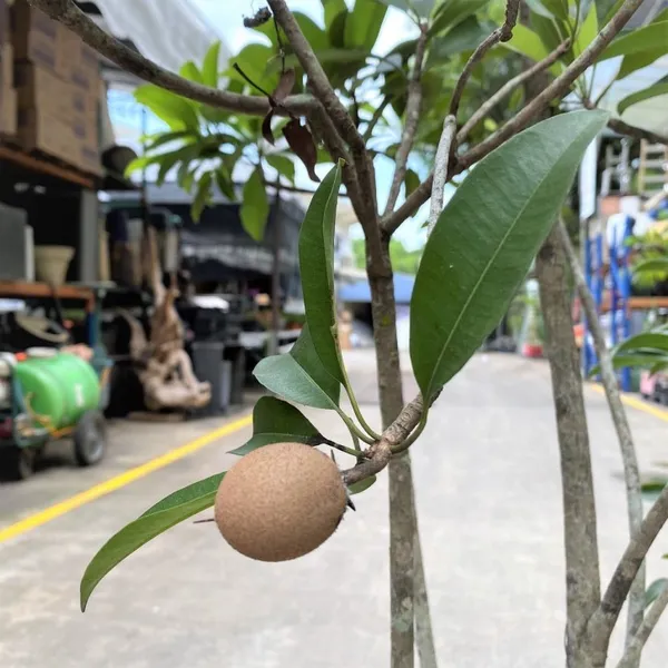 Thai_12_Month_Grafted_Chiku_/Chikoo/Sapota_Fruit_Live_Plant_Hybrid,