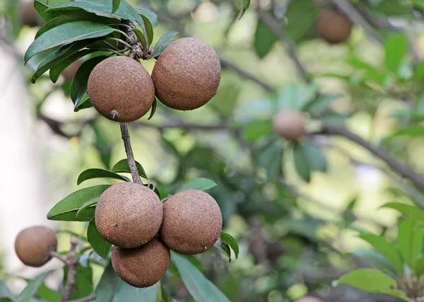 California_Hybrid_Chikoo/Chiku/Sapota_Fruit_Plant_Grafted,