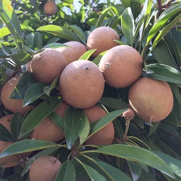 California_Hybrid_Chikoo/Chiku/Sapota_Fruit_Plant_Grafted,