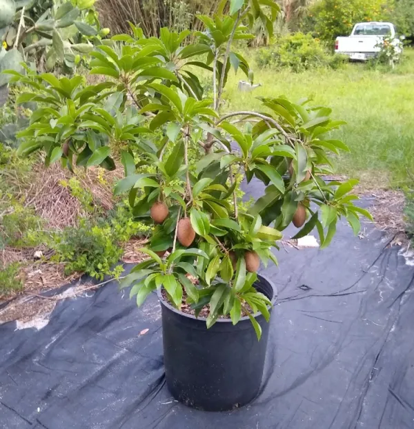 California_Hybrid_Chikoo/Chiku/Sapota_Fruit_Plant_Grafted,