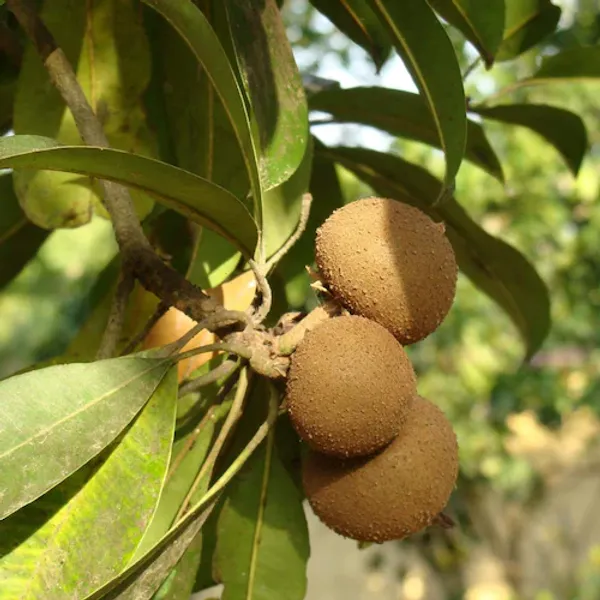 California_Hybrid_Chikoo/Chiku/Sapota_Fruit_Plant_Grafted,