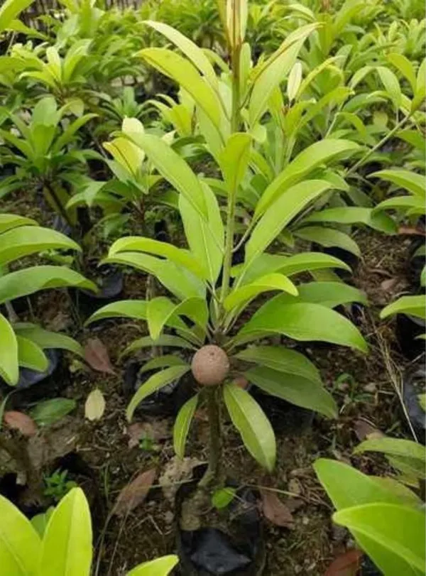 All_Time_Cricket_Ball_Chiku__Live_Fruit_Plant_Grafted