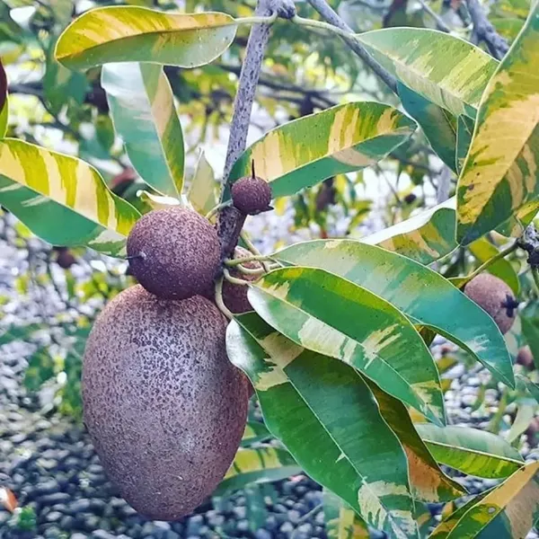 Chiku_/sapodilla_Variegated,_Graft_Fruit_Plant_Hight_1-1.5-Ft