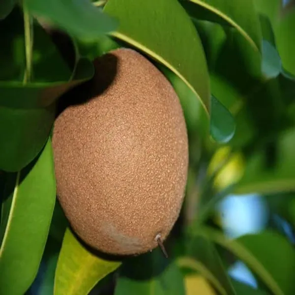 Chiku_/sapodilla_Variegated,_Graft_Fruit_Plant_Hight_1-1.5-Ft