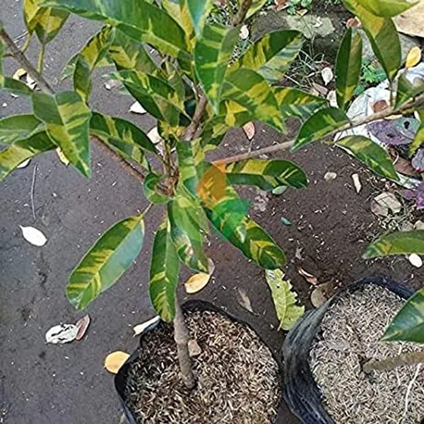 Chiku_/sapodilla_Variegated,_Graft_Fruit_Plant_Hight_1-1.5-Ft
