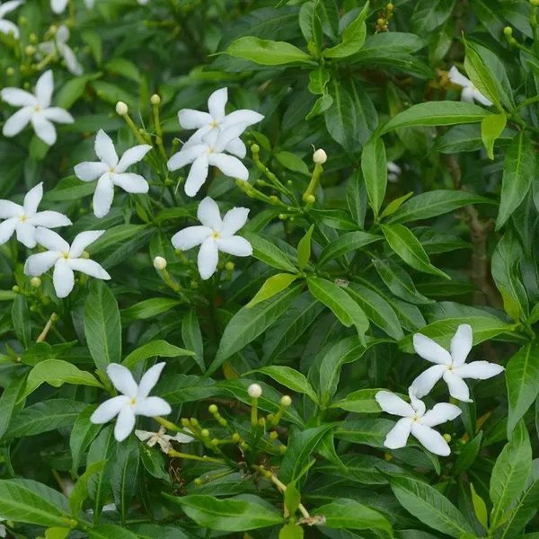 China_Tagar_(White)_Flowering_Live_Plant_&_Tree_For_Bush/Shrub/Home_Garden_&_Decoration_Tagar_(Grafted)_Flower_Plant,_Suitable_Location_Outdoor_(Pack_Of_1)