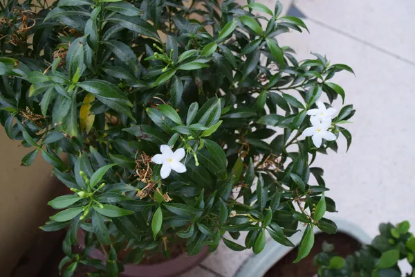 China_Tagar_(White)_Flowering_Live_Plant_&_Tree_For_Bush/Shrub/Home_Garden_&_Decoration_Tagar_(Grafted)_Flower_Plant,_Suitable_Location_Outdoor_(Pack_Of_1)