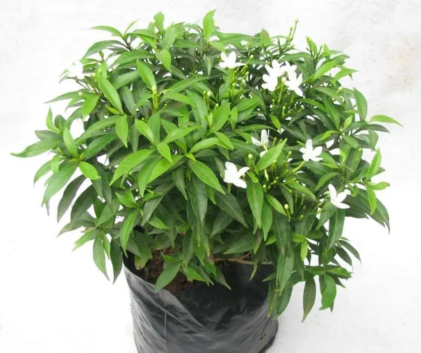 China_Tagar_(White)_Flowering_Live_Plant_&_Tree_For_Bush/Shrub/Home_Garden_&_Decoration_Tagar_(Grafted)_Flower_Plant,_Suitable_Location_Outdoor_(Pack_Of_1)