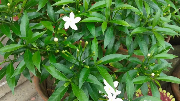 China_Tagar_(White)_Flowering_Live_Plant_&_Tree_For_Bush/Shrub/Home_Garden_&_Decoration_Tagar_(Grafted)_Flower_Plant,_Suitable_Location_Outdoor_(Pack_Of_1)
