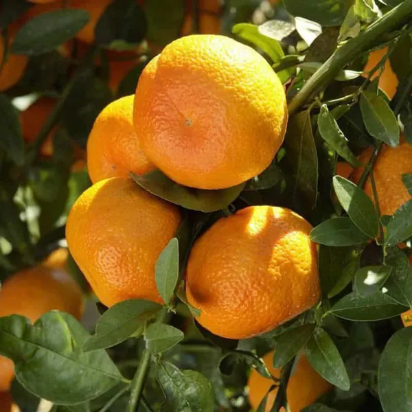 Clementine_Hybrid_Grafted_Orange_Plant