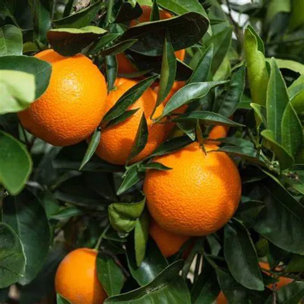 Clementine_Hybrid_Grafted_Orange_Plant