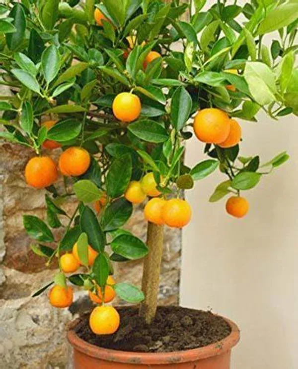 Clementine_Hybrid_Grafted_Orange_Plant