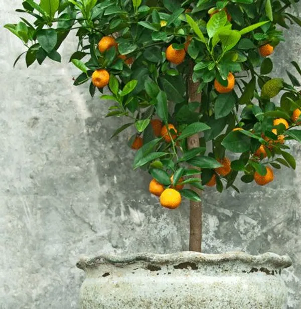 Clementine_Hybrid_Grafted_Orange_Plant