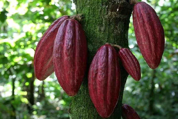 Thai__Red_Cocoa_Live_plant_Fruit_&_Fruit_Trees_Rare_Hybrid_Dwarf_"_Red_colour_Cocoa_Plant_&_Tree__Red
