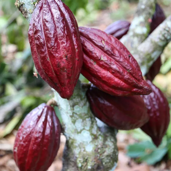 Thai__Red_Cocoa_Live_plant_Fruit_&_Fruit_Trees_Rare_Hybrid_Dwarf_"_Red_colour_Cocoa_Plant_&_Tree__Red