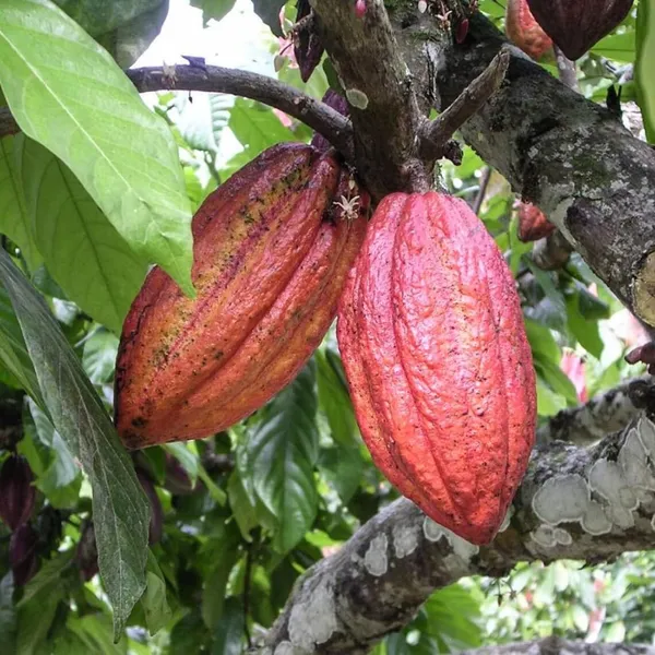 Thai__Red_Cocoa_Live_plant_Fruit_&_Fruit_Trees_Rare_Hybrid_Dwarf_"_Red_colour_Cocoa_Plant_&_Tree__Red