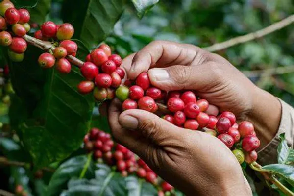Coffee_Plant_For_Home_Gardening_Hybrid,