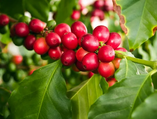 Coffee_Plant_For_Home_Gardening_Hybrid,