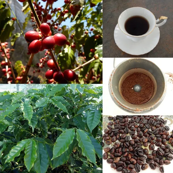 Coffee_Plant_For_Home_Gardening_Hybrid,