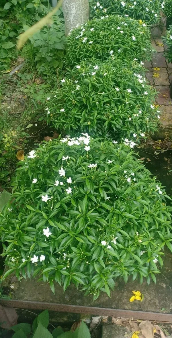 Crape_Jasmine__Plant