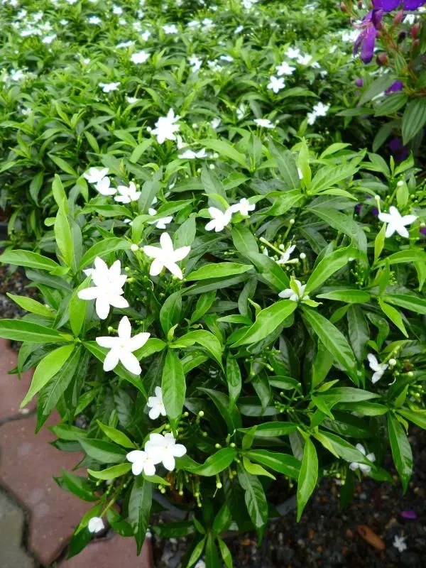 Crape_Jasmine__Plant