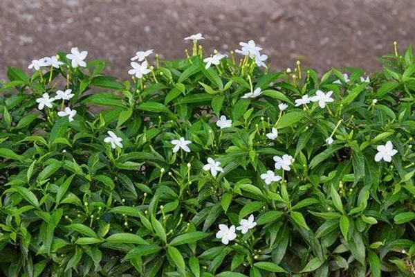 Crape_Jasmine/_Chandni_Flower_Plant_(Pack_of_1_)