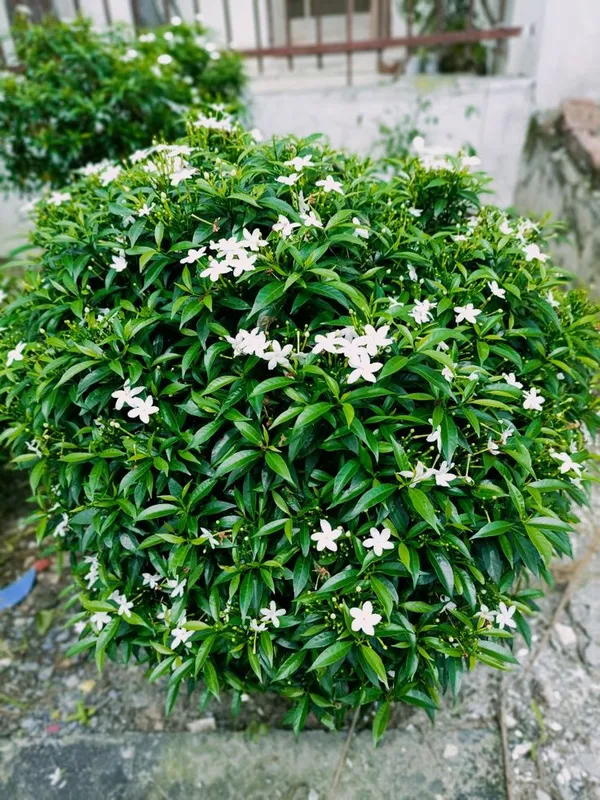 Crape_Jasmine__Plant