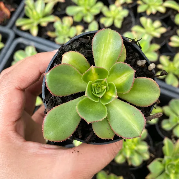 Crassula_Air_Purifying_Live_Indoor_Plant