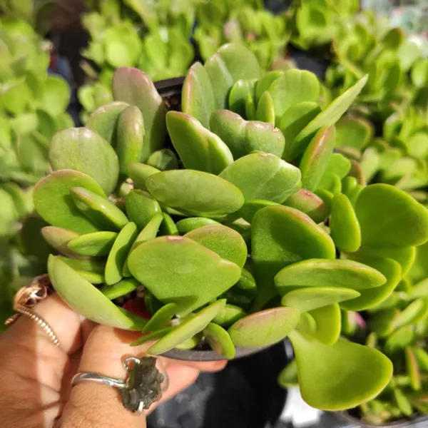 Crassula_Air_Purifying_Live_Indoor_Plant