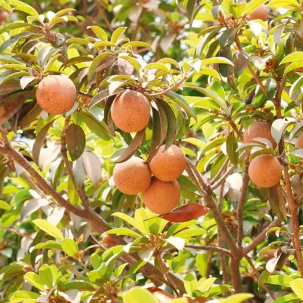 Thai_All_Time_Cricket_Ball_Chiku_Sweet_Dwarf_Hybrid_Chiku-SapotaGrafted_Plant_&_Tree_Fruit_After_2_Month_To5_Month