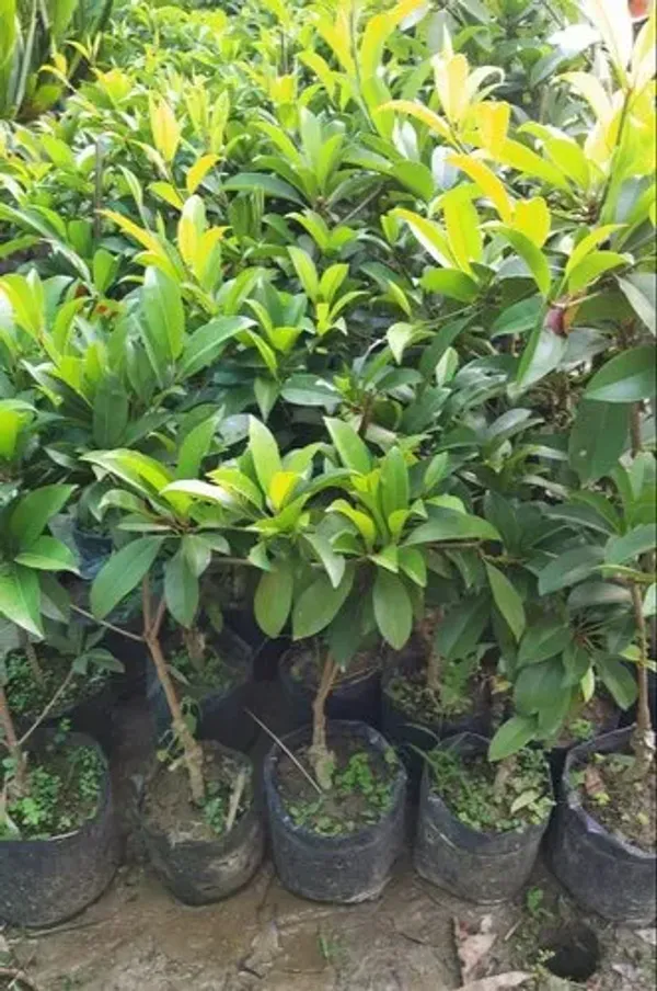 Thai_All_Time_Cricket_Ball_Chiku_Sweet_Dwarf_Hybrid_Chiku-SapotaGrafted_Plant_&_Tree_Fruit_After_2_Month_To5_Month