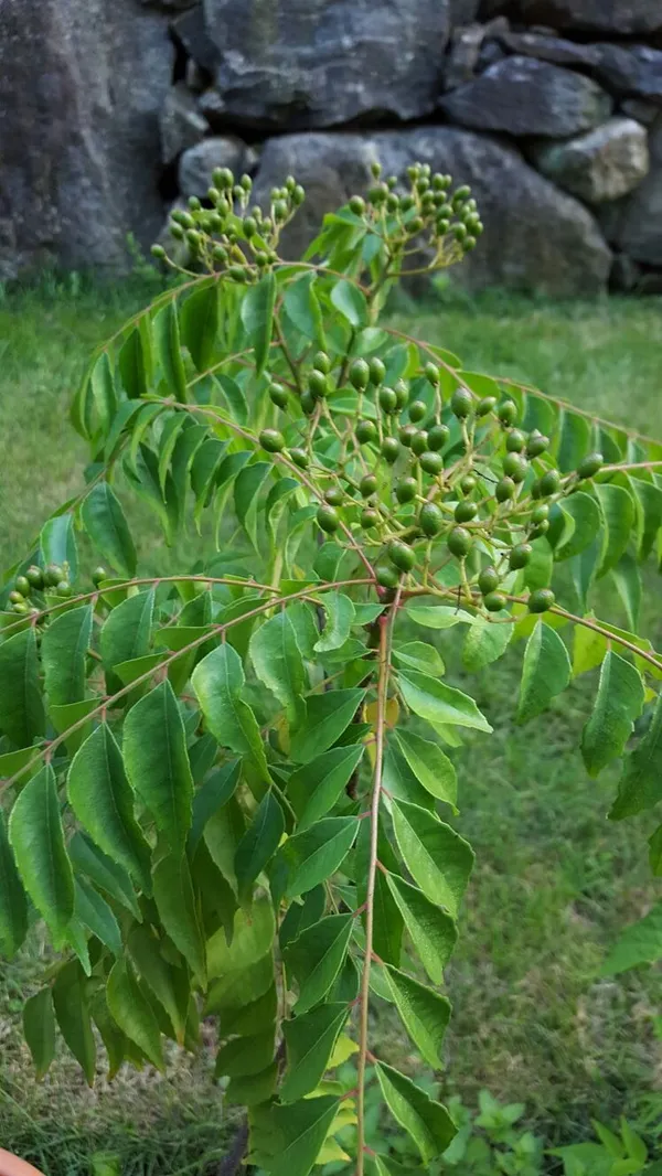 Curry_Leaf_Tree/_Kadi_Patta_Plant