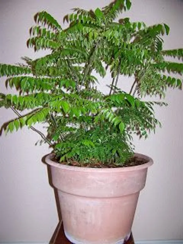 Curry_Leaf_Tree/_Kadi_Patta_Plant