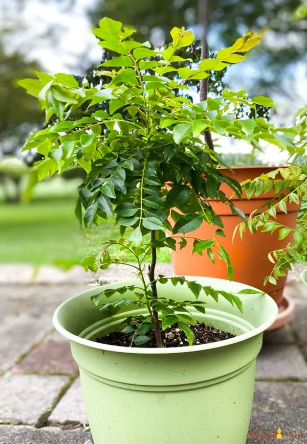 Curry_Leaf_Tree/_Kadi_Patta_Plant